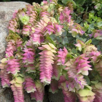 Hopfendost (Origanum rotundifolium) Kent Beauty