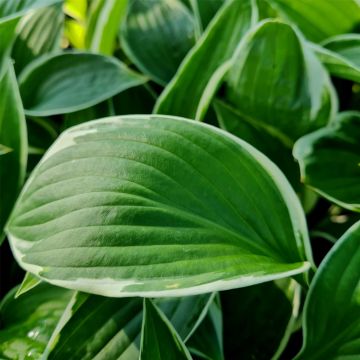 Weißrandfunkie (Hosta) Francee