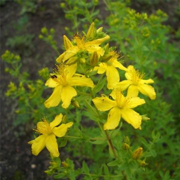 Echtes Johanniskraut (Hypericum perforatum)