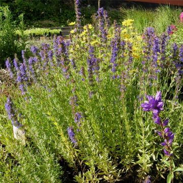 Ysop (Hyssopus officinalis)