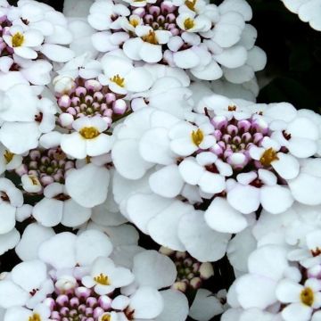 Schleifenblume (Iberis sempervirens) Masterpiece