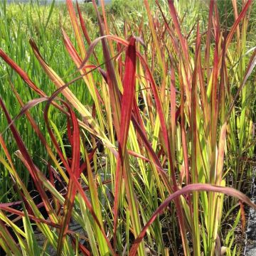 Flammengras / Japanisches Blutgras (Imperata cylindrica) Red Baron