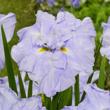 Japanische Sumpf-Schwertlilie (Iris ensata) DINNER PLATE Ice Cream