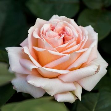 Klassische Edelrose (Züchterrose) Lady Capri