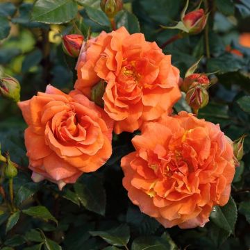 Kletterrose (Züchterrose) Naranga