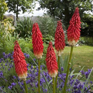 Fackellilie (Kniphofia) Amazing Fun