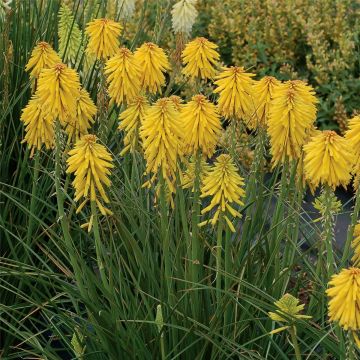 Fackellilie (Kniphofia) Banana POPSICLE