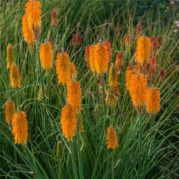 Fackellilie (Kniphofia) Mango POPSICLE