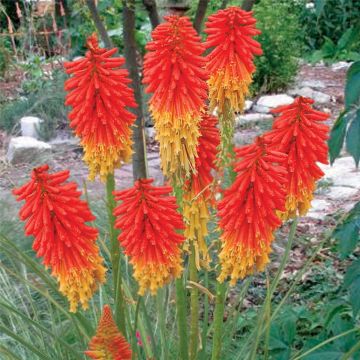 Fackellilie (Kniphofia) Papaya POPSICLE