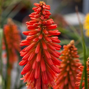 Fackellilie (Kniphofia) POCO Sunset