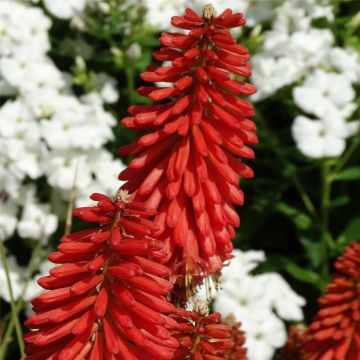 Fackellilie (Kniphofia) Redhot POPSICLE