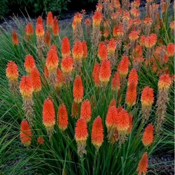 Fackellilie (Kniphofia) PYROMANIA Backdraft