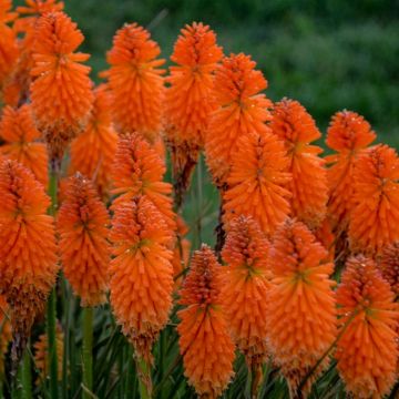 Fackellilie (Kniphofia) PYROMANIA Orange Blaze