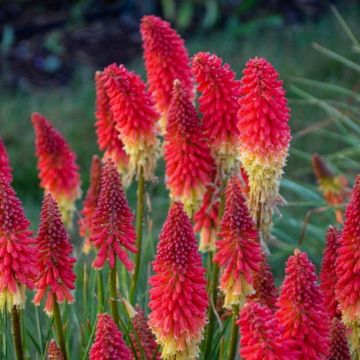 Fackellilie (Kniphofia) PYROMANIA Rocket's Red Glare