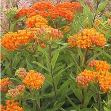 Knollige Seidenpflanze (Asclepias tuberosa) 