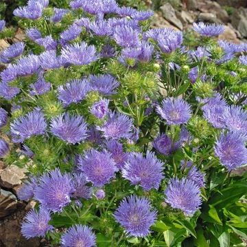 Kornblumenaster (Stokesia laevis) Peachie's Pick