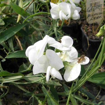 Staudenwicke (Lathyrus latifolius) White PEARL