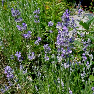 Lavendel (Lavandula angustifolia) Dunkle HIDECOTE