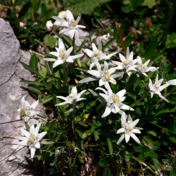 Edelweiß (Leontopodium alpinum) May Snow