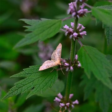 Echtes Herzgespann (Leonurus cardiaca) 