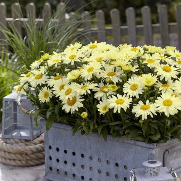 Großblumige Margerite (Leucanthemum x superbum) OOH LA Lacrème