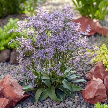 Blauer Strandflieder (Limonium gmellinie) Dazzle Rocks