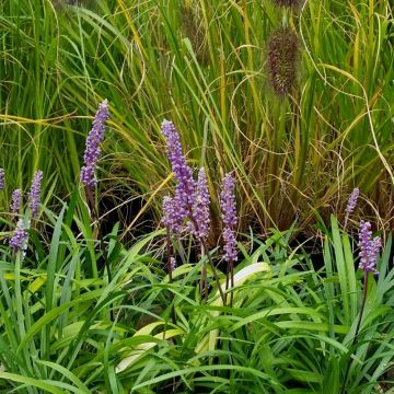 Traubenlilie (Liriope muscari) Big Blue