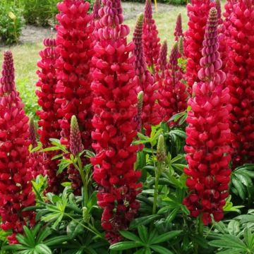 Hohe Vielblättrige Lupine (Lupinus polyphyllus) WEST COUNTRY Beefeater®
