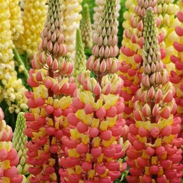 Hohe Vielblättrige Lupine (Lupinus polyphyllus) WEST COUNTRY Gladiator®