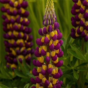 Hohe Vielblättrige Lupine (Lupinus polyphyllus) WEST COUNTRY Manhattan Lights®