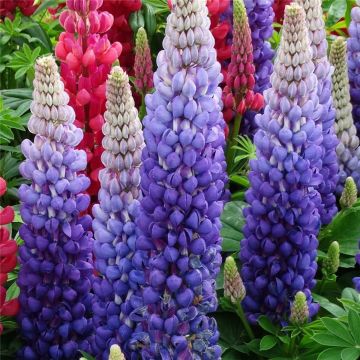 Hohe Vielblättrige Lupine (Lupinus polyphyllus) WEST COUNTRY Persian Slipper®