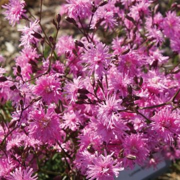 Kuckucks-Lichtnelke (Lychnis) Petite Jenny