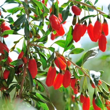 Gemeiner Bocksdorn (Lycium barbarum) Goji-Beere