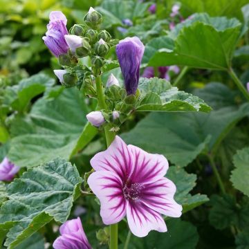 Malve (Malva sylvestris) Zebrina