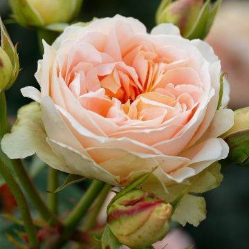ADR Strauchrose (Züchterrose) Matthias Claudius Rose