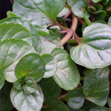 Orangenminze (Mentha piperita var. citrata) Orange Fresh