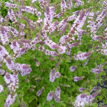 Erdbeerminze (Mentha species) Erdbeere