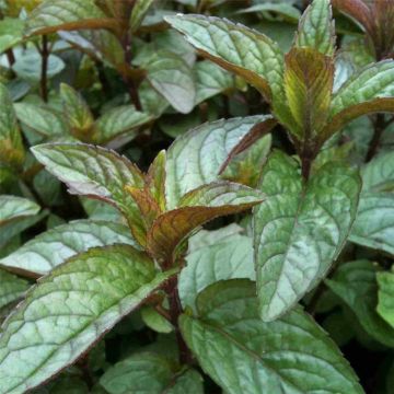 Schwarzminze (Mentha x piperita var. piperita ) Nigra 