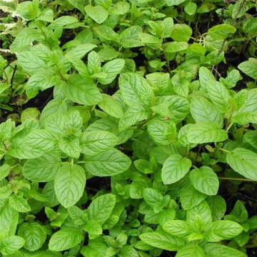 Spearmint - Minze / Carmagnolaminze  (Mentha spicata) 