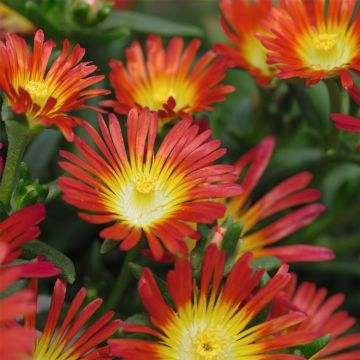 Mittagsblümchen (Delosperma) WHEELS OF WONDER Fire Wonder