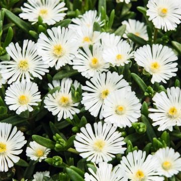 Mittagsblümchen (Delosperma) WHEELS OF WONDER White Impr.