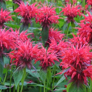 Indianernessel (Monarda fistulosa) Gardenview Scarlett