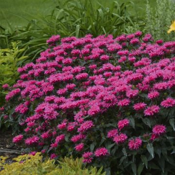 Indianernessel (Monarda didyma) SUGAR BUZZ Bubblegum Blast