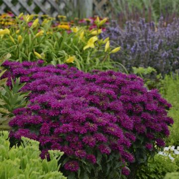 Indianernessel (Monarda didyma) SUGAR BUZZ Grape Gumball