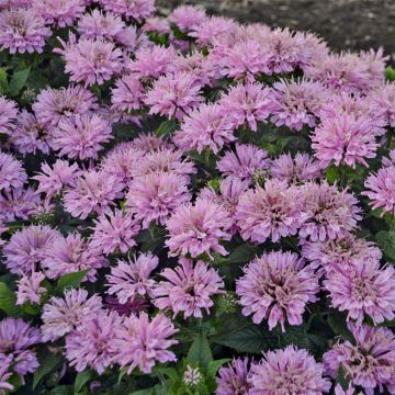 Indianernessel (Monarda didyma) SUGAR BUZZ Pink Frosting