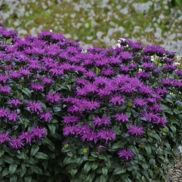 Indianernessel (Monarda didyma) SUGAR BUZZ Rockin' Raspberry