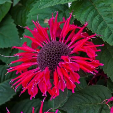 Indianernessel (Monarda x cultorum) BEE Happy