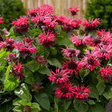 Indianernessel (Monarda x cultorum) BEE Happy