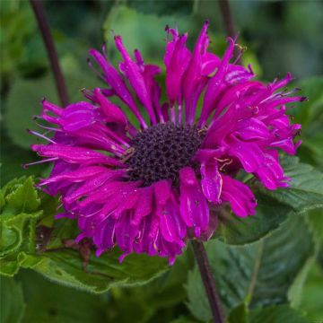 Indianernessel (Monarda x cultorum) Bee-True