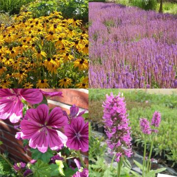 7 Pflanzen (Nektar für Bienen und Schmetterlinge) Mix